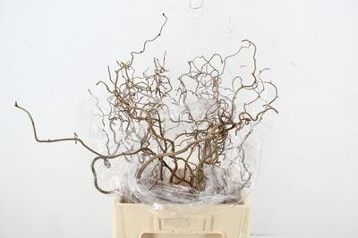 Corylus avellana 'Contorta'