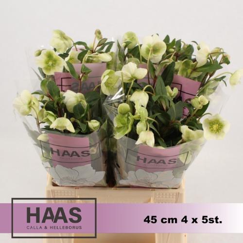 Chrysanthemum Indicum Grp geplozen buiten 'Breitner Dark'