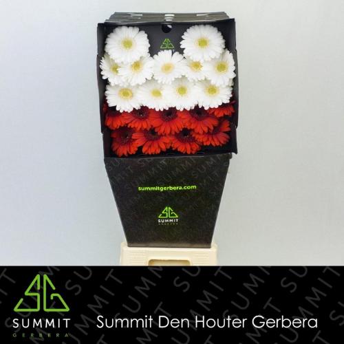 Gerbera mini gemengd op rij