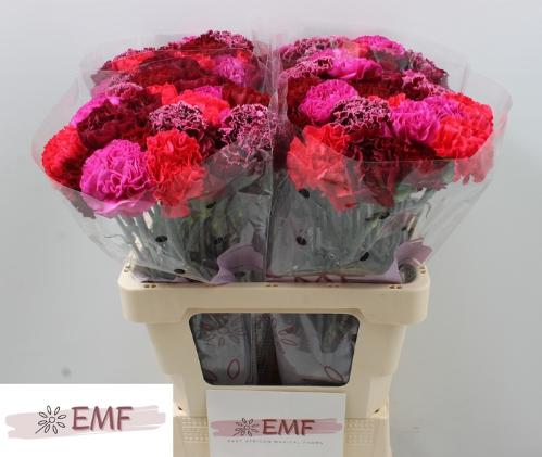Dianthus standaard gemengd in bos