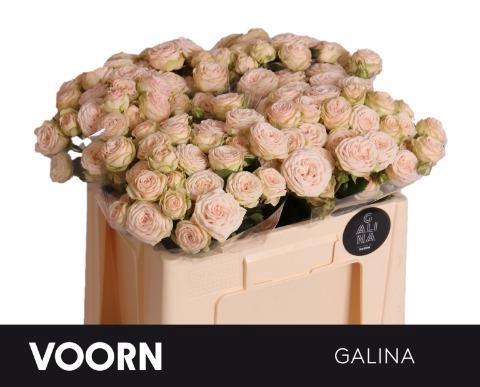 Rosa tros Galina