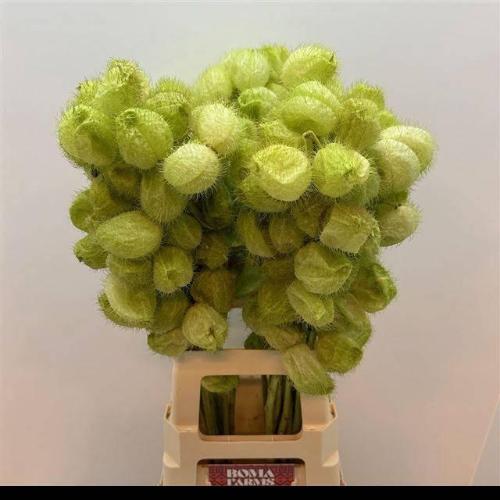 Siervruchten per tak Gomphocarpus fruticosus 'Moby Dick'