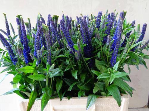 Veronica 'Christa'