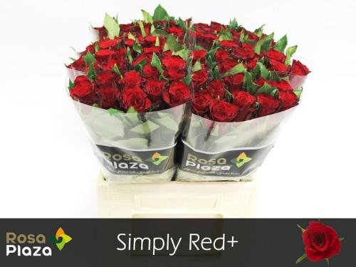 Rosa grootbloemig Simply Red+