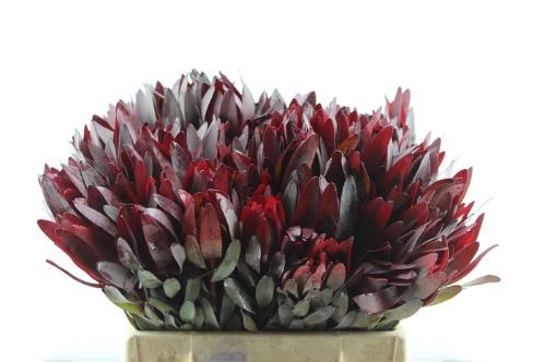 Leucadendron 'Safari Sunset'