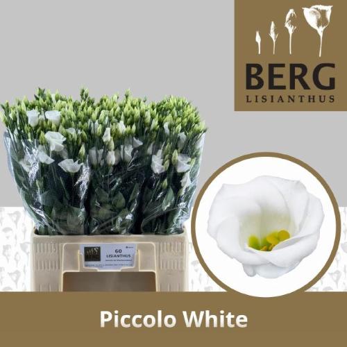 Eustoma russellianum enkelbloemig 'Piccolo White'