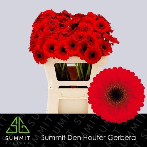 Gerbera mini Nirvana