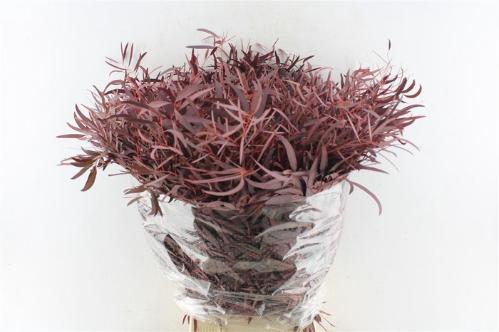 Eucalyptus kleurbehandeld per bos H%