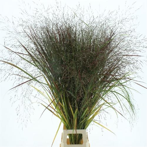 Panicum virgatum 'Squaw'
