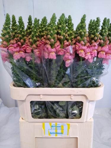Antirrhinum majus 'Opus Pink'