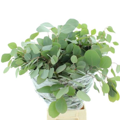 Eucalyptus per bos polyanthemos