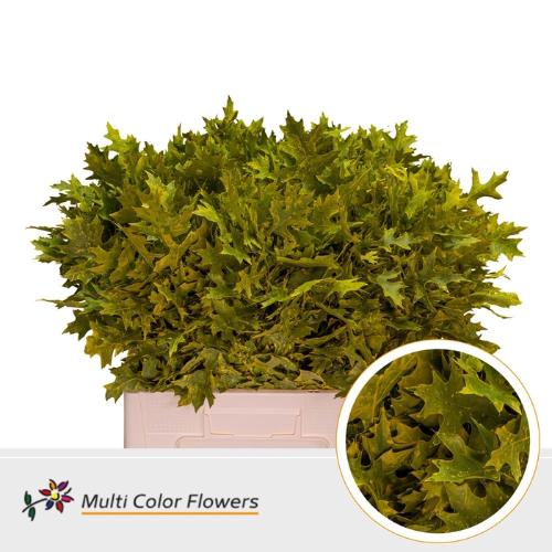 Quercus palustris kleurbehandeld H%