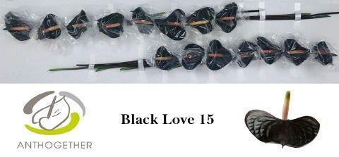 Anthurium Black Love