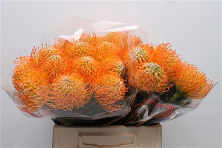 Leucospermum Ayoba Sun