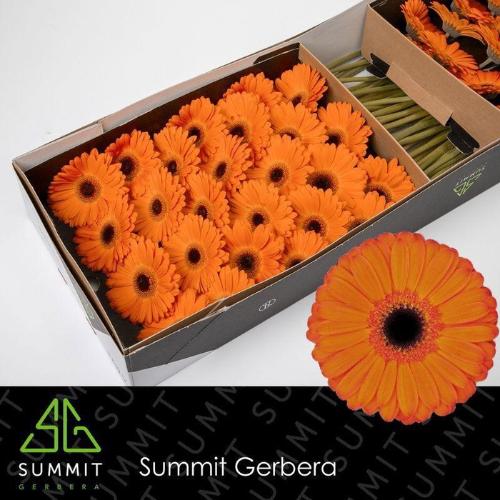 Gerbera grootbloemig 'Applause'