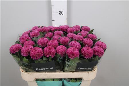 Chrysanthemum (Indicum Grp) geplozen Roxo