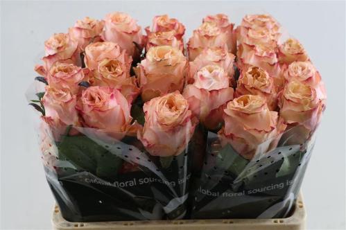 Rosa grootbloemig Princess Crown