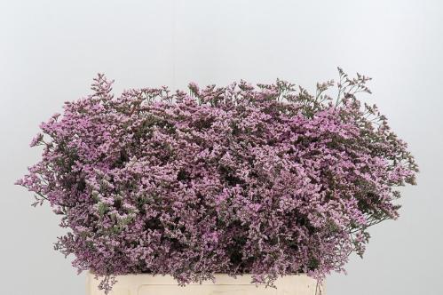 Limonium Safora Oshi Pink