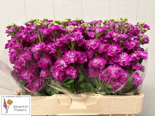 Matthiola incana Stox Deep Rose