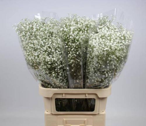 Gypsophila paniculata Xlence