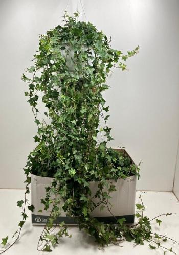 Hedera helix 'Pittsburgh'