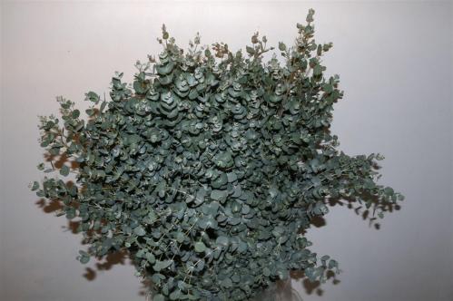 Eucalyptus per bos gunnii