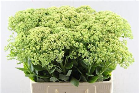 Sedum spectabile