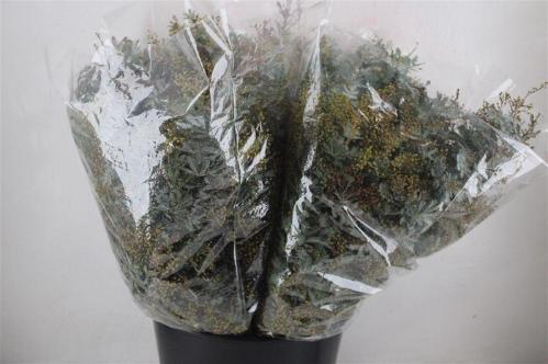 Acacia baileyana bloeiend per bos 'Purpurea'Dealbata Grp