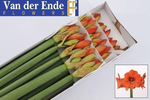 Hippeastrum Galaxy Grp 'Naranja'