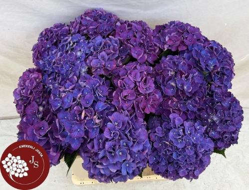 Hydrangea macrophylla 'Rodeo' (paars)