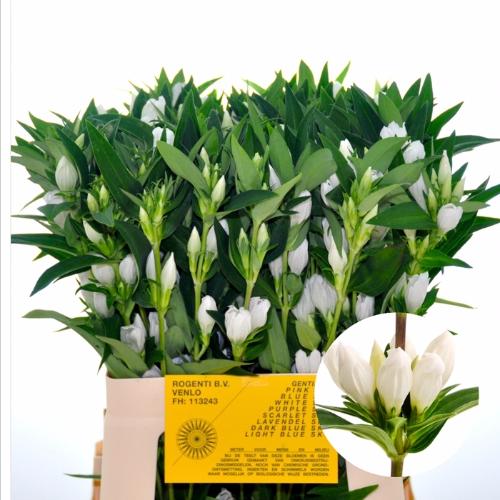 Gentiana White Sky