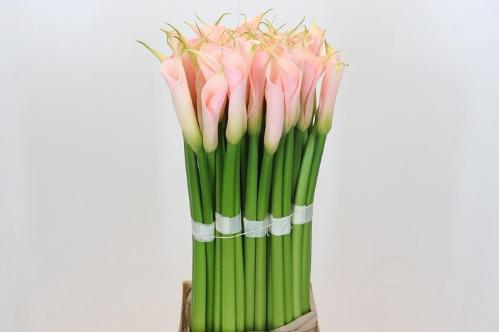 Zantedeschia aethiopica Eydolls Salmon