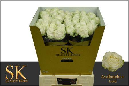 Rosa grootbloemig Avalanche+