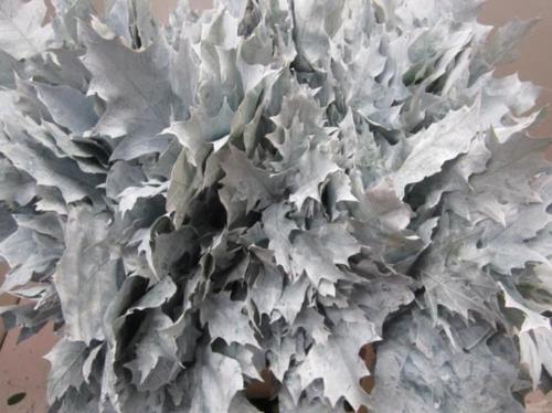 Quercus rubra kleurbehandeld H%