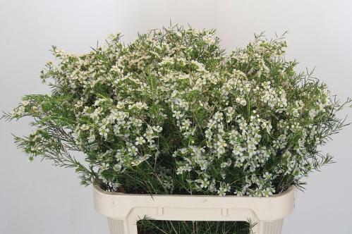 Chamelaucium uncinatum 'Ofir'