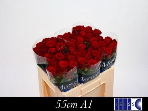 Rosa grootbloemig Red Naomi!