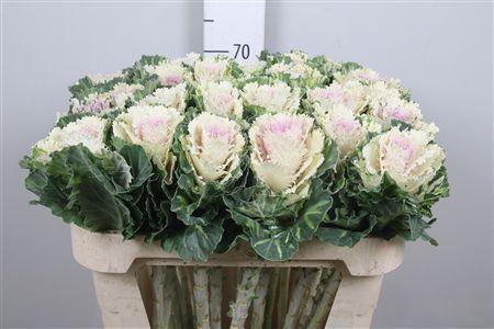 Brassica oleracea 'Akilina'