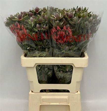 Leucadendron Ayoba Star Pearl