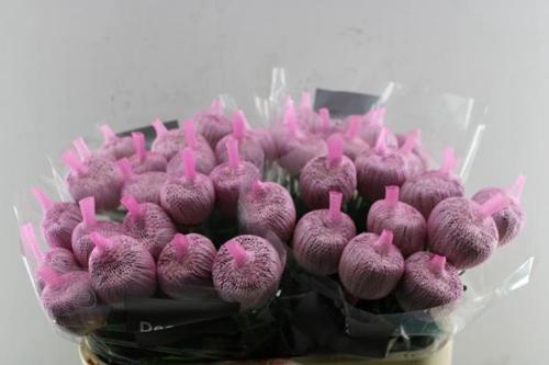 Chrysanthemum (Indicum Grp) geplozen Couture