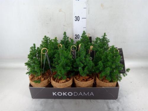 Chamaecyparis thyoides 'Top Point'