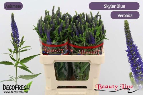 Veronica longifolia Skyler Blue