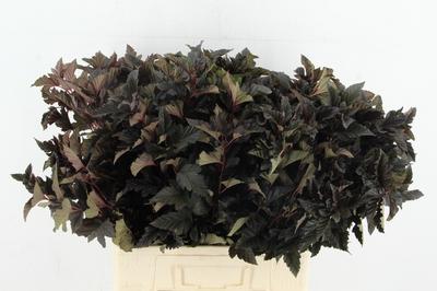 Physocarpus opulifolius 'Diabolo'