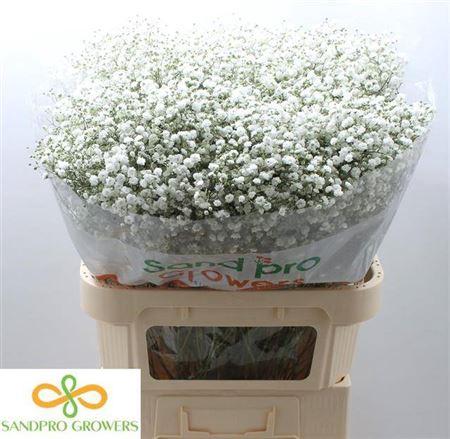 Gypsophila paniculata Xlence