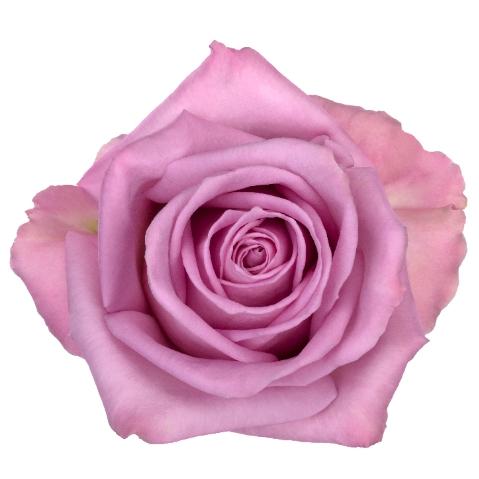 Rosa grootbloemig Nayeli!