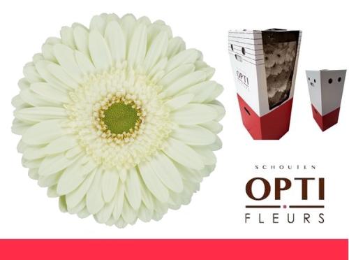 Gerbera grootbloemig Mint