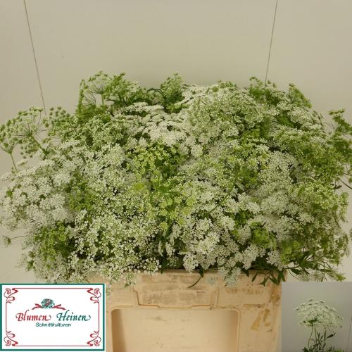 Ammi majus