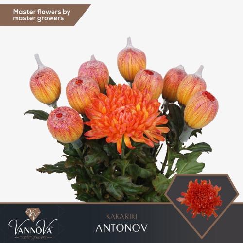 Chrysanthemum (Indicum Grp) geplozen Antonov kleurbehandeld H%