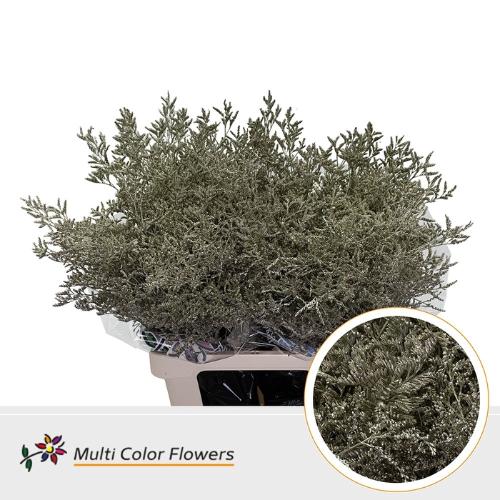 Limonium overig kleurbehandeld H%