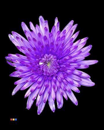 Chrysanthemum (Indicum Grp) geplozen Topspin kleurbehandeld H%