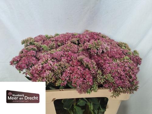 Sedum spectabile 'Carl'